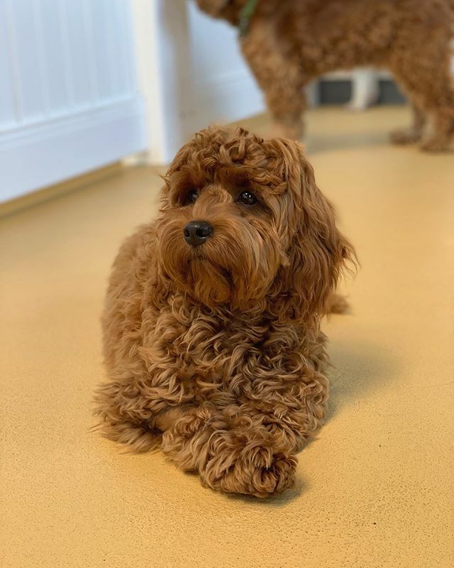 thebarkeley's tweet image. Sweet little Roo! Isn’t she just the cutest?!
.
📸: @photography.tdvg
🐶: Roo
.
.
.

#puppy #puppies #cutepuppy #puppylove🐶 #puppylove #puppylover #welovepuppies #puppiesofinsta #puppiesofinstgram #roo #dogdaycare #daycaredogs #dogdaycarelife #dogdayca… ift.tt/37Ob3n5