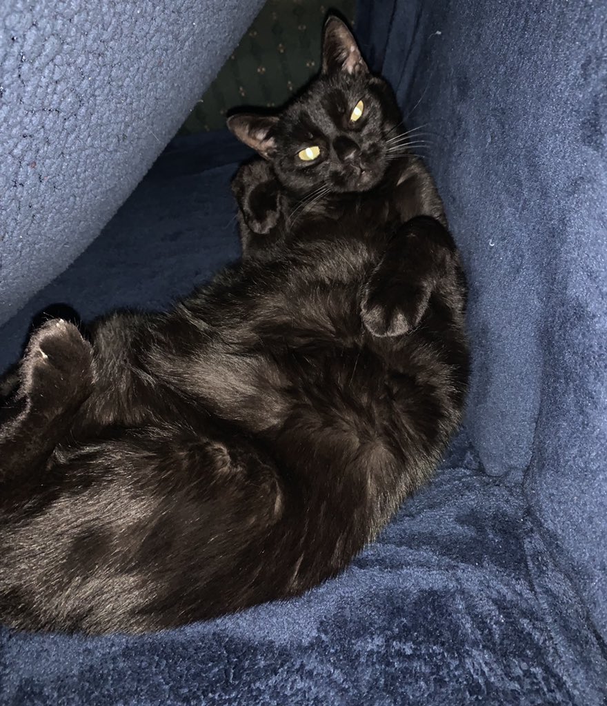 Gothamkitty21's tweet photo. Oh hi dad just napping in this Kitty Cave you made for me https://t.co/NnMOqCXr17