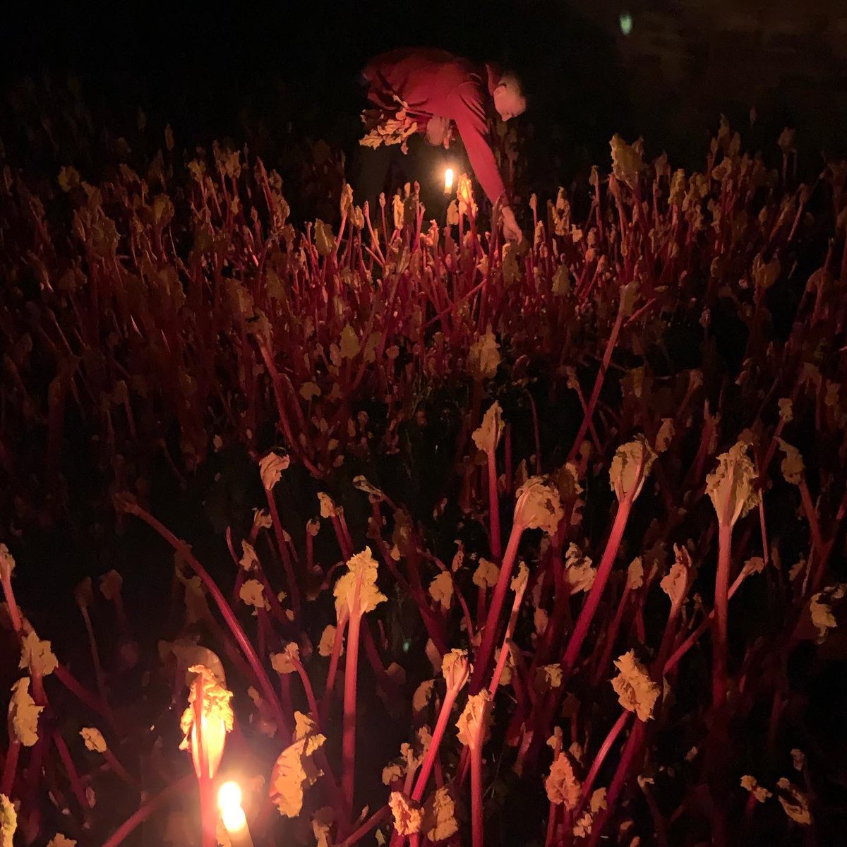 RhubarbRobert's tweet image. Picking rhubarb by candlelight as always!