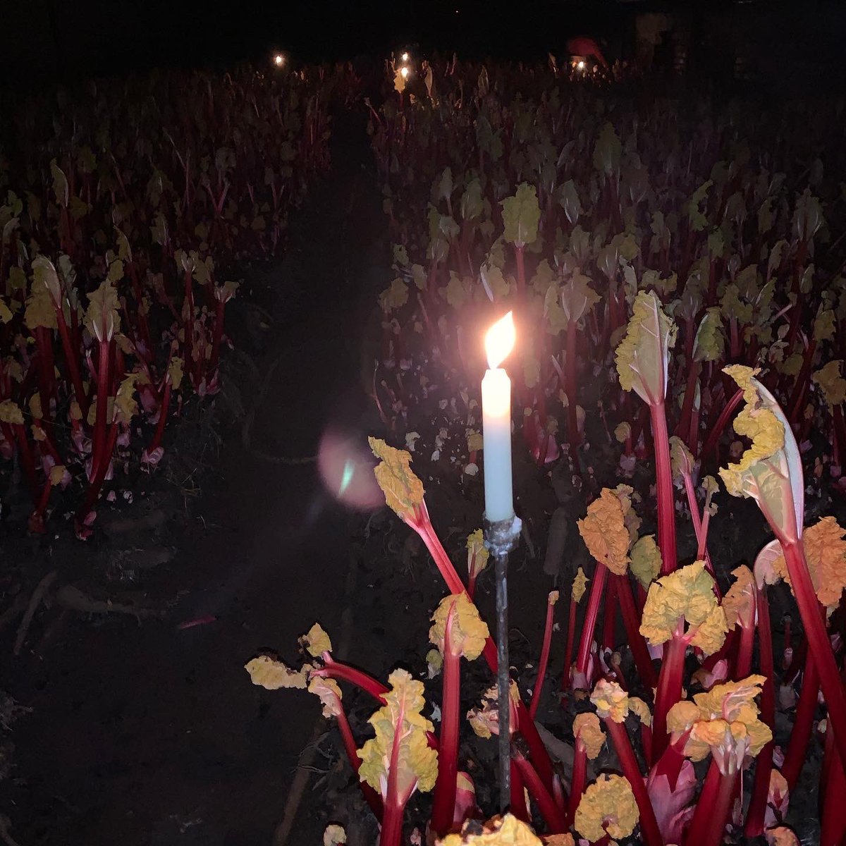 RhubarbRobert's tweet image. Picking rhubarb by candlelight as always!