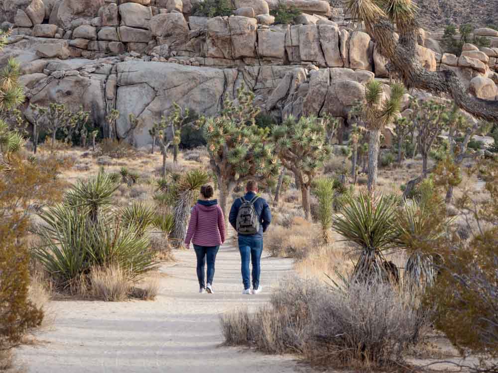 Joshua Tree National Park delivers some serious desert eye candy with: a diverse landscape, tons of hiking options, shifty coyotes, scary skull monsters, murderous homesteaders and killer sunsets. Plan your perfect day>> wayfaringviews.com/what-to-do-in-… @JoshuaTreeNPS #FindYourPark