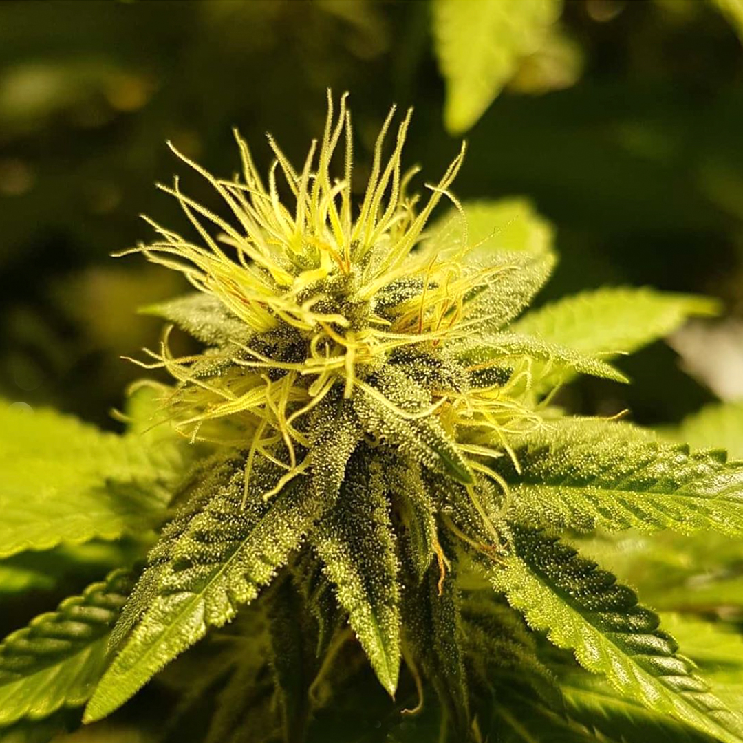 HIGH_TIMES_Mag's tweet photo. New grow by @in_a_dream4e. Glueberry O.G Week 5 Day 2 under @SpectrumKingLED's. 💡 https://t.co/GBGeYCLF0S #frosty #lit #spectrumking #ledgrowlights #growlights #sponsored https://t.co/CubMyeEd2Y