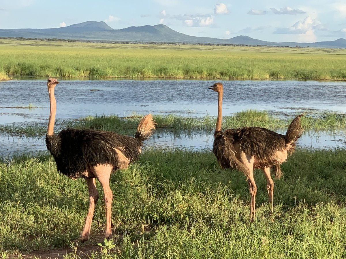 JenniferWardian's tweet photo. Night drive, part 2. Saw more animals we can recall β including an elusive Bush Baby! The mongoose and monkeys were among the favorites (after the lion and elephants of course). @MBilanchone @RondaCook1 @mrpaparella @KWBGillen @mikewardian #kwbp https://t.co/TPLO9pDNTH