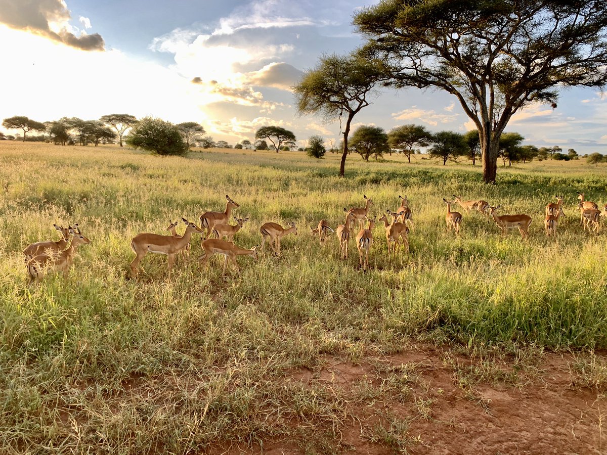 JenniferWardian's tweet photo. Night drive, part 2. Saw more animals we can recall β including an elusive Bush Baby! The mongoose and monkeys were among the favorites (after the lion and elephants of course). @MBilanchone @RondaCook1 @mrpaparella @KWBGillen @mikewardian #kwbp https://t.co/TPLO9pDNTH