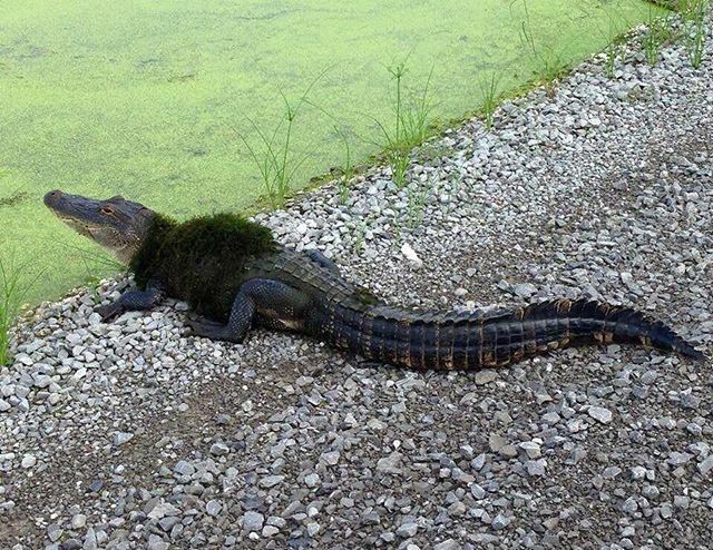 This weather has the alligators wearing sweaters. 😝 📷 Frans de Waal

#LoveFL #floridawildlife #alligator #florida #chilly #weather ift.tt/309FNg5