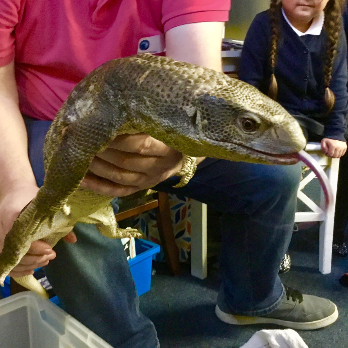 MrLuzmoor's tweet photo. The children had the best time today meeting some real dragons as part of our 'Tell Me a Dragon' project. We met; a monitor lizard, chuckwalla lizard and bearded dragon. A huge thanks to Matt from @talonsowls - the children were enthralled! @PensansSchool @EdTransform_UK https://t.co/KzF5Ct47tv