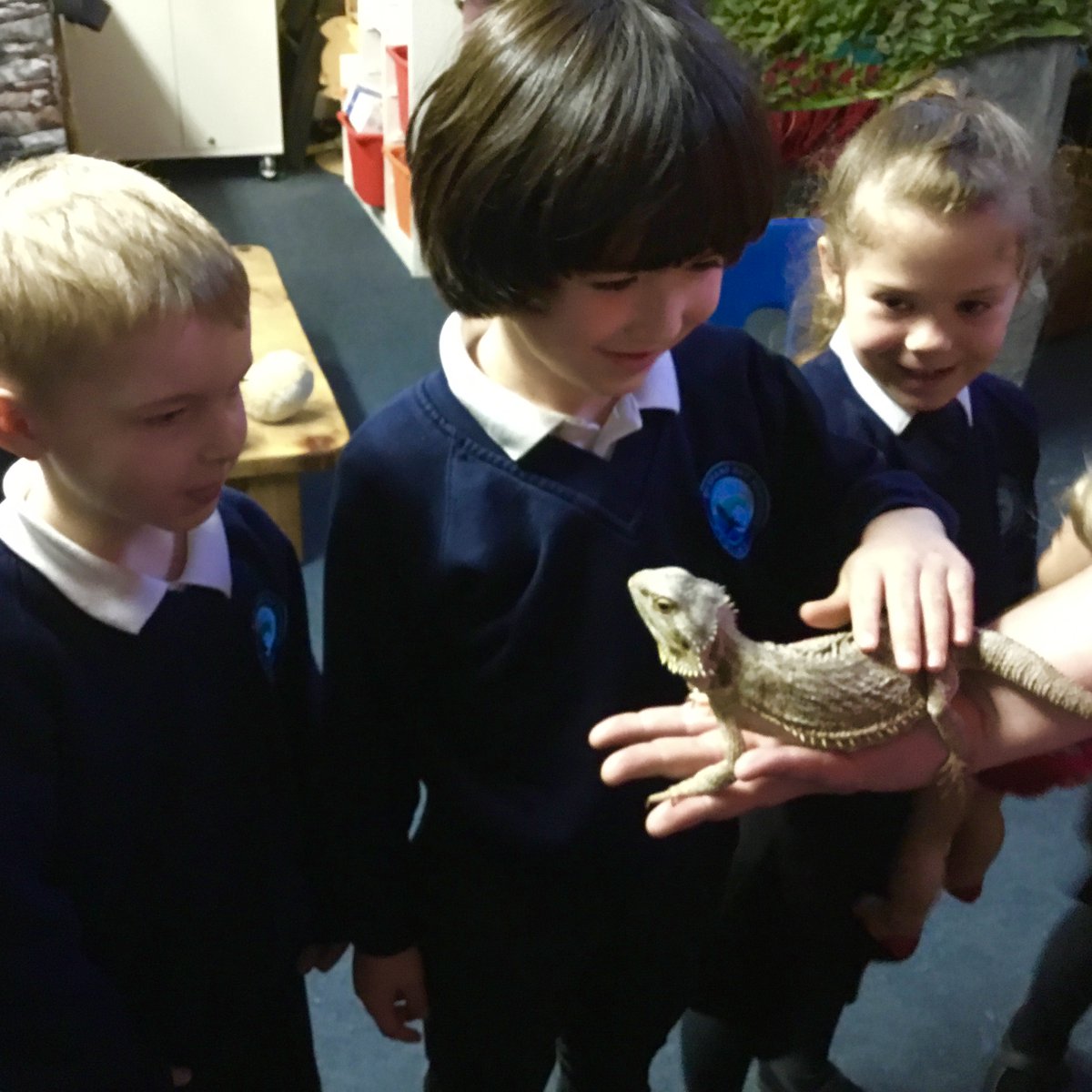 The children had the best time today meeting some real dragons as part of our 'Tell Me a Dragon' project. We met; a monitor lizard, chuckwalla lizard and bearded dragon. A huge thanks to Matt from <a href="/talonsowls/">Talons Care Farm and Sanctuary</a> - the children were enthralled! <a href="/PensansSchool/">Pensans School</a> <a href="/EdTransform_UK/">EdTransform</a>