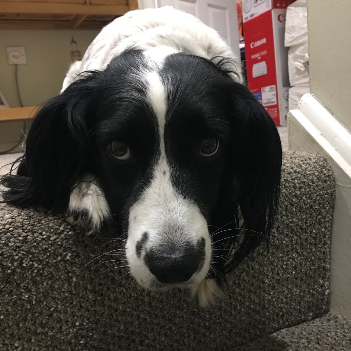 EnlightSpaniel's tweet image. Me Dad is working on his next book so I am guarding his office. So far so good, however, if anyone would like to bribe me with a carrot I may be tempted to let them in. Love The Enlightened Spaniel's younger sister.