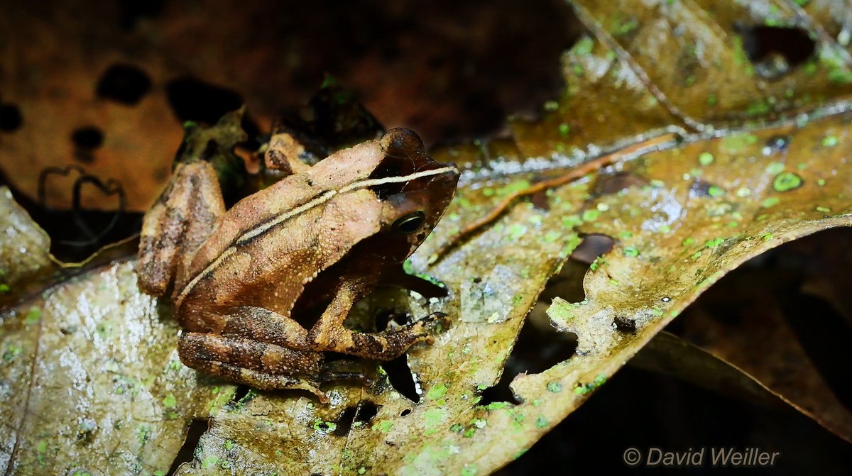 DavidWeiller's tweet photo. Leaf Toad (Bufo Margaritifer, Rhinella) mimicry litter from the Colombian Amazon.
Watch the Video at https://t.co/ZMD1XoduSD
#LeafToad #leafmimicry #leaflitter #dealeaf #toad #crestedtoad #Colombia #leticia #amazonrainforest #amazonriver #frog #toadphoto #savetherainforest https://t.co/Lqqj6H52EM