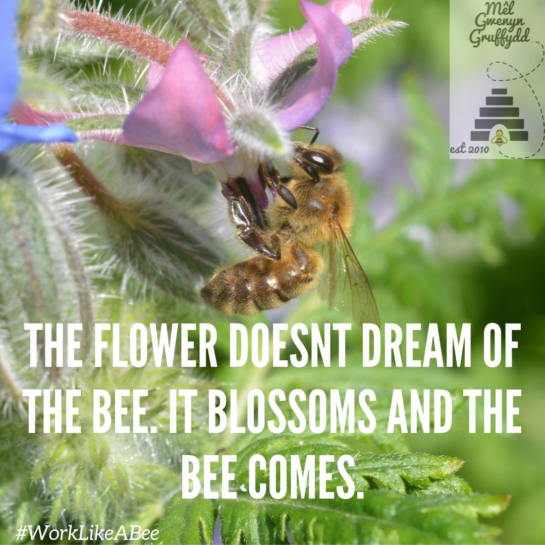 GwenynGruffydd's tweet photo. We can all take great life lessons from nature. πππΈ.
.
#flower #flowers #honeybee #bee #bees #motivation #belikeaflower https://t.co/fkIkOWMA30