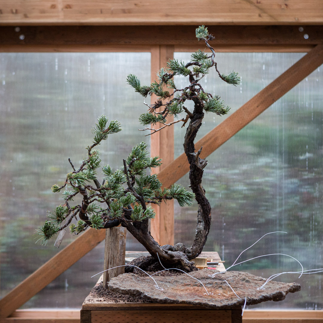 This week on #mirailive: Bristlecone Pine Slab Planting. Build your skills  in root work on slabs; explore the horticultural and design considerations  necessary for a successful forest composition. Tonight, 6pm PST,  https://t.co/M5RkaYeHjb
