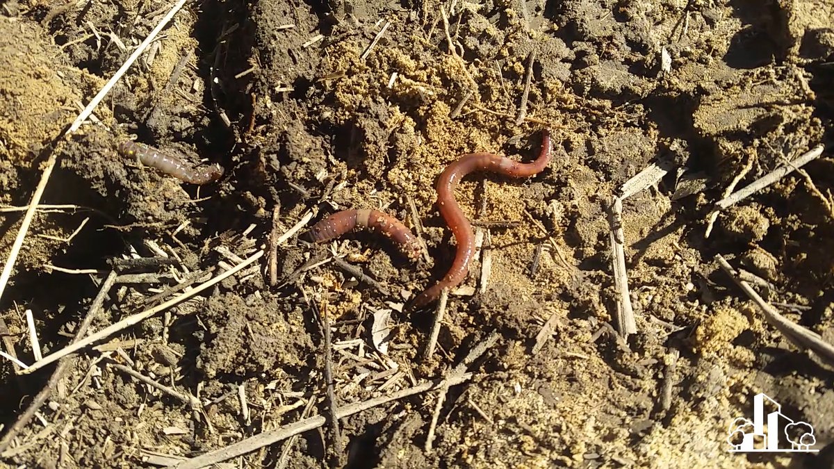 ideanthro's tweet photo. IDEANTHRO | WATER

Why is it that these worms are only living in part of the bioretention system and not others?

Full episode: https://t.co/IqmpQTfa4Q

Bioretention training! https://t.co/tTs4GljyDJ 

#bioretention #wsud #watersensitiveurbandesign #stormwater #stormwatergeek https://t.co/3Skyn8la9N