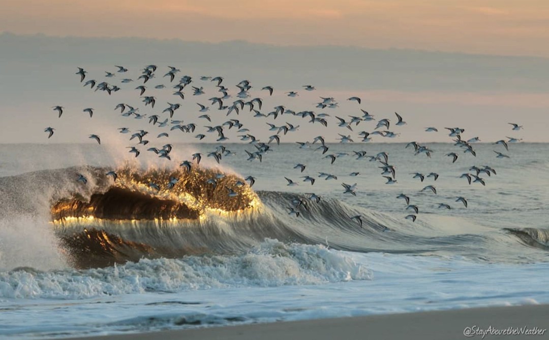 Welcome To LBI tweet media