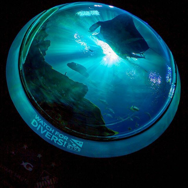 keywest_video's tweet photo. Here’s one more photo from our visit to the @GeorgiaAquarium. We always try to check out this breathtaking place when we’re in the area for a shoot! 😍🐠
.
#PublicAquarium #Canon #Mantaray #Photography #Key2B #VideoProduction #Georgia #Atlanta https://t.co/J9vUOpQZt3 https://t.co/SSTtCLo6FQ