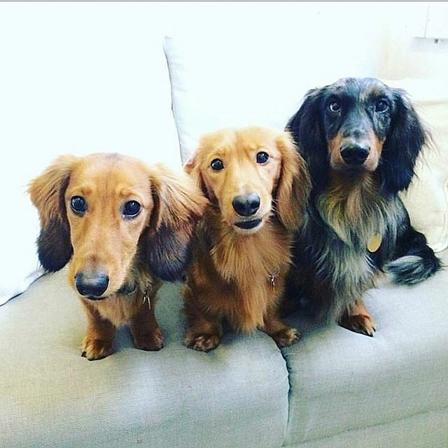 We are a dog friendly venue and accept doggy snuggles all day everyday 😍 ift.tt/2unE1Md