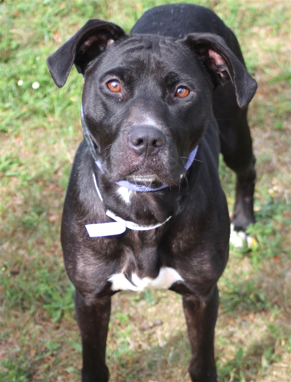 EMluvsPibbles's tweet photo. ⚠️🆘CRITICALLY URGENT🆘⚠️
2-year-old #Cheese was adopted & Returned!🥴
She now has an increase in stress/anxiety in her kennel & will now be euthanized on 1/11 at 7 PM!😭
👉#PLEDGE #FOSTER #RESCUEONLY #RT #NOKILL💉🚫
🥺🙏#SaveCHEESE🙏🥺
https://t.co/y29Bb6BRrZ
Columbus, OH🇺🇸 https://t.co/pWmuVYT4cv