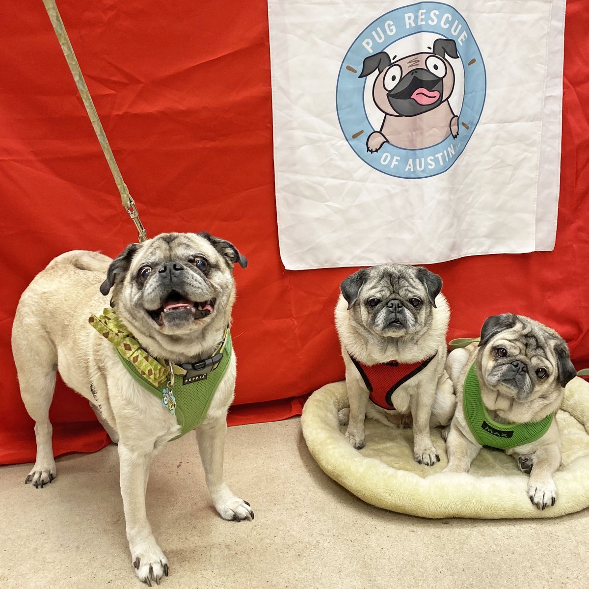 MinnieMaxPugs's tweet image. Our recent #MMRoadTrip through the South included a stop in Austin, TX to meet some local pugs and raise a little money for @PugRescueAustin!  A big THANK YOU to @TomlinsonsFeed for hosting the event!! (We&apos;ve posted 40+ photos on our Facebook page!)❤️💚

facebook.com/pg/PugHeadTilt…
