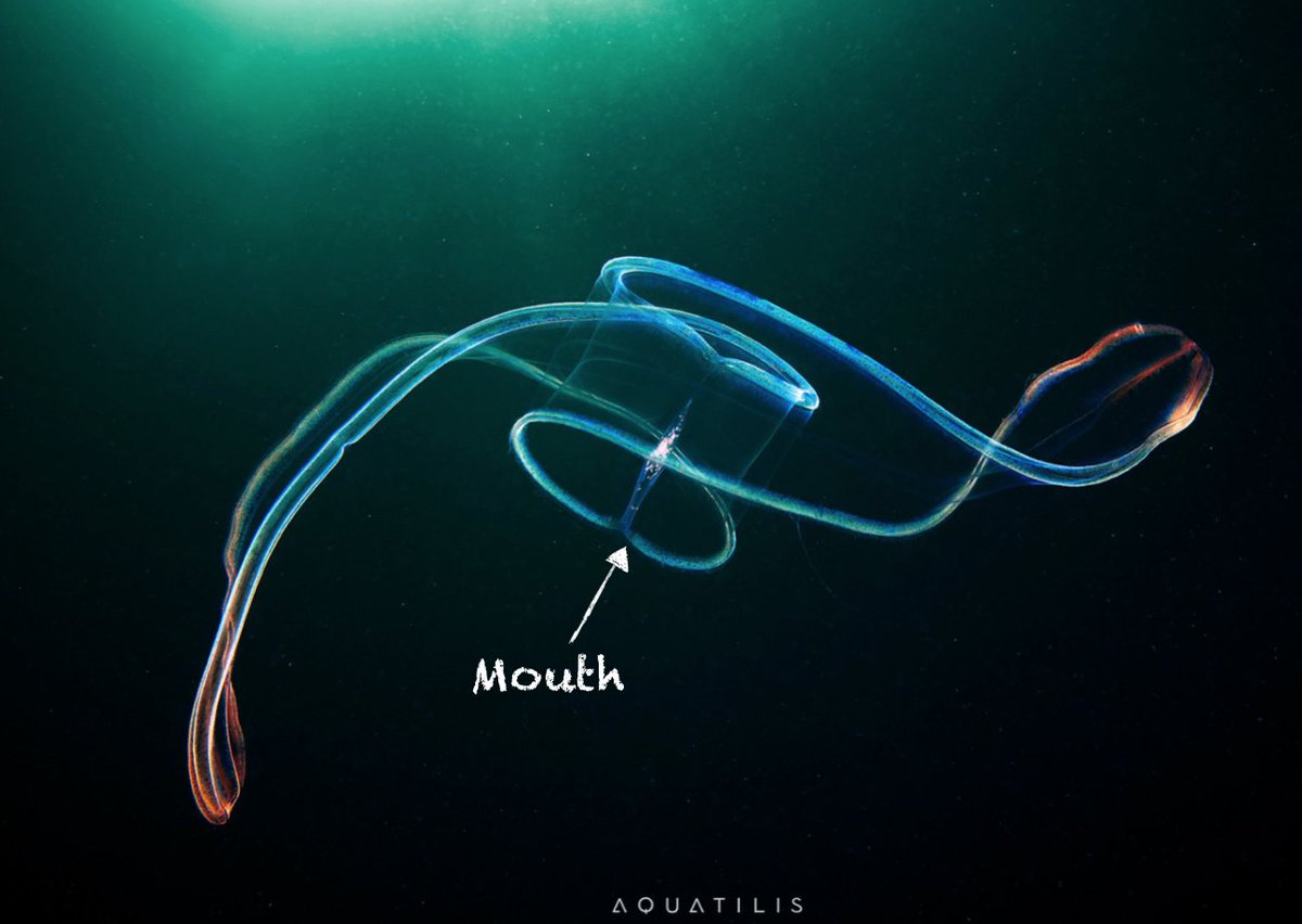 The mouth of the comb jelly Cestum is at the center of their long body, rather than the end. Making their movement more like doing the snake with your arms rather than the swimming of a fish or eel.Photo by:  https://www.flickr.com/photos/a_semenov/23003342862