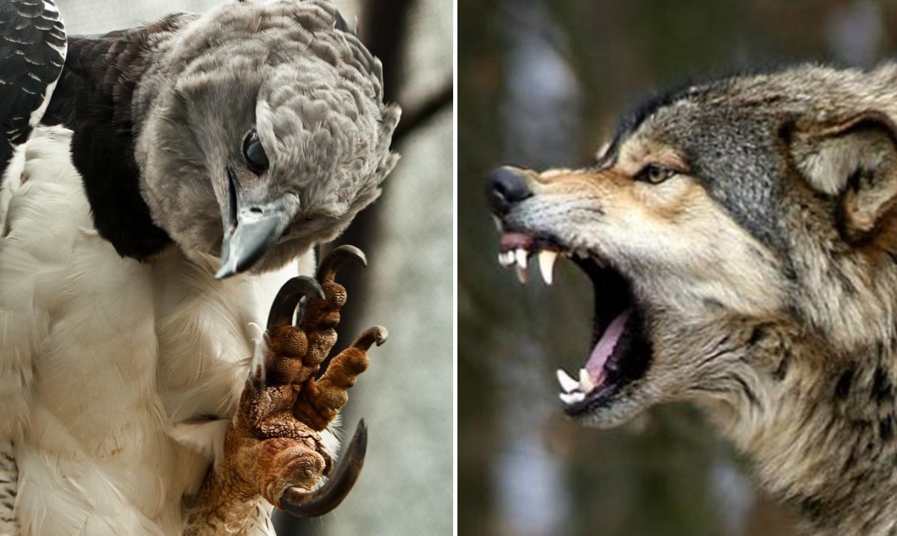 Tu Sais Pas Quoi On Twitter La Harpie Feroce S Attaque A Des Animaux Plus Gros Qu Elle Singes Paresseux Porcs Epics Chevres Porcelets Chiens Ses Serres Exercent Une Pression Superieure A Celle