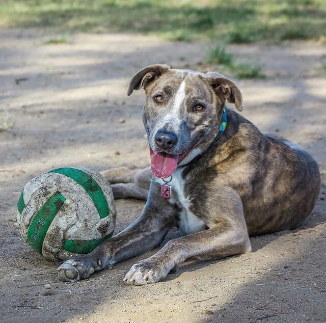 reef_scientist's tweet photo. Thank you #SpeedyCat for revolutionising my commute to UQ! Iโm planning to spend the extra 40 mins Iโll save each day in the park with this footie fan, so youโve made this doggo very happy! #CityCat #dogsoftwitter #dogsofBrisbane @RSPCAQld @brisbanecityqld https://t.co/fvIeATBlNS