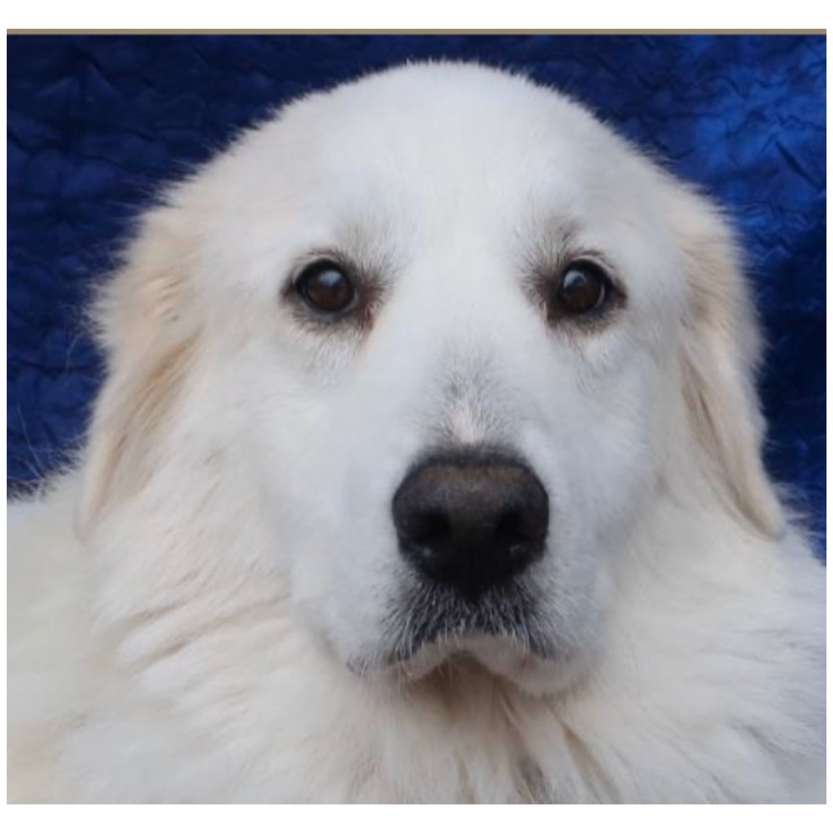 Name:   GWYN
Born:  About November 2011 (we think)
Breed:  Great Pyrenees (we think)

Learning as we go.  Looking for a home where humans are home most of the time. 

For adoption information please go to joyfulrescues.org