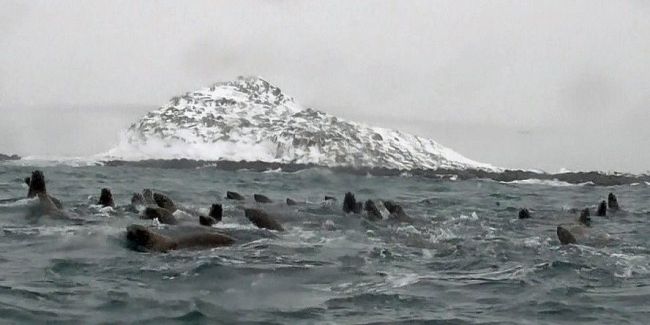 北海道新聞 V Twitter 波間にトド ほえる群れ 稚内 弁天島 水試の観察カメラ交換に同行 T Co Eplf28uzb5