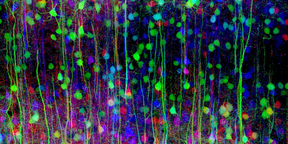 somaminds's tweet photo. Happy New Year from SOMA!! 
🥳
We're ready to get creative in 2020... starting with a SOMA Paint Night! Mark your calendars: create neuroscience-inspired art with us on Thursday, January 30th @ 5:30 pm in the Psych Lounge!
🎨
Please RSVP! https://t.co/BQsitr8eDF