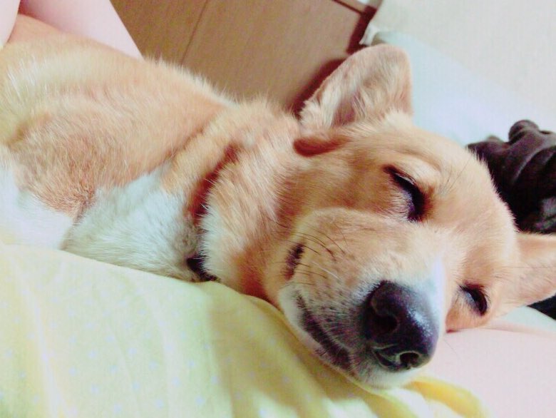 みみさん tweet media