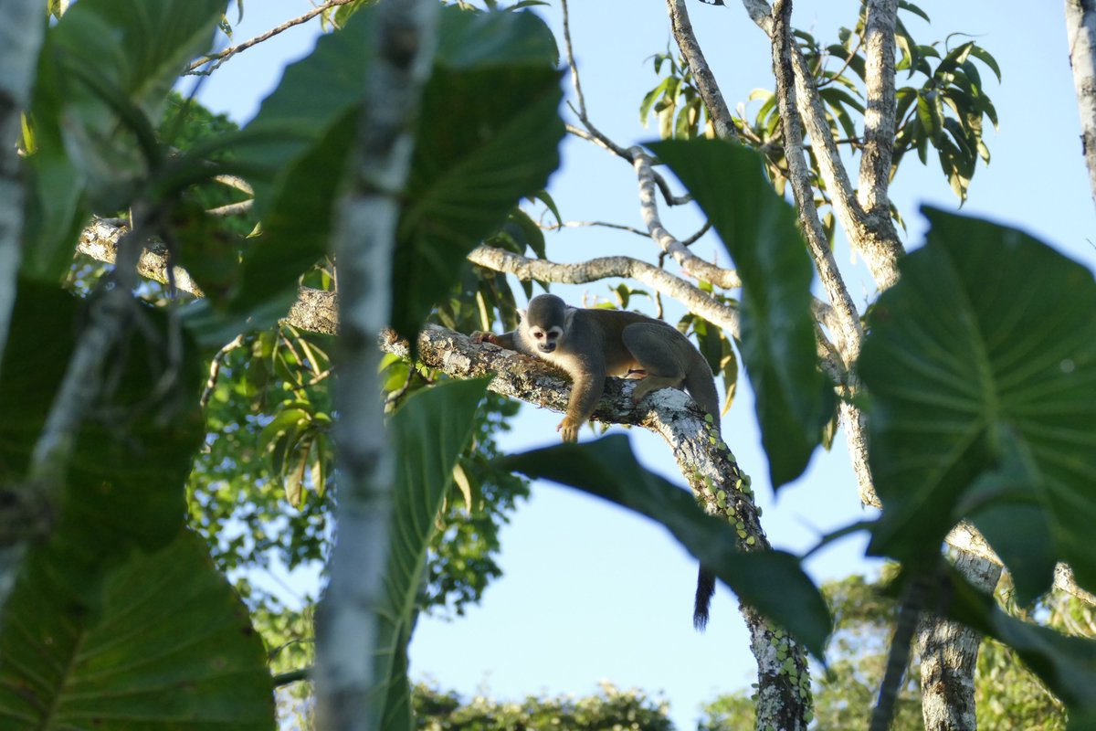 sanilodge's tweet photo. Squirrel Monkey #monkey #amazon #wildlife #nature #ecuador #SouthAmerica https://t.co/Toutr4Q14G