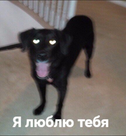 misha: tweet media