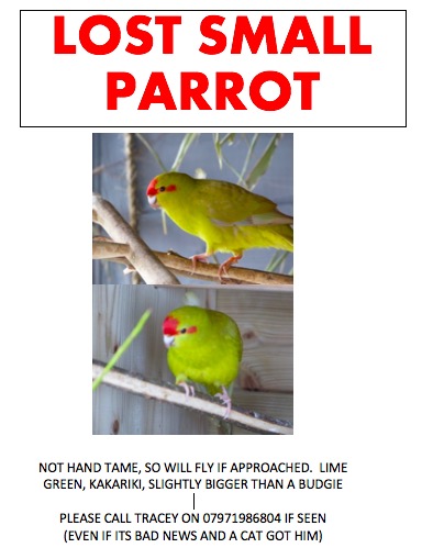 swmarketing's tweet photo. @lostfoundparrot My #Kakariki has been spotted in #Boscastle in #Cornwall sadly untame and unlikely to react to his name. Have followed your instructions thank you https://t.co/fvo6FhusKM