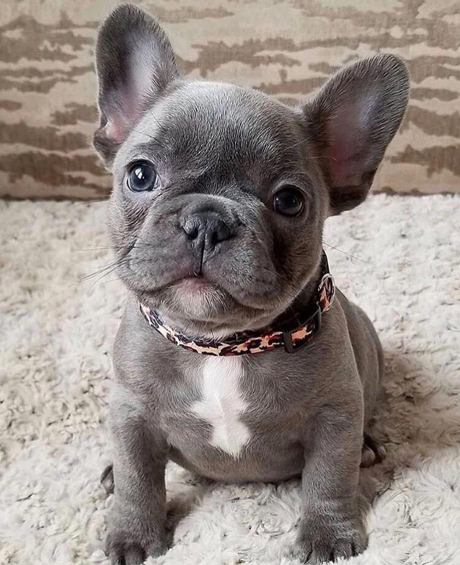 Pretty_Pupps tweet media