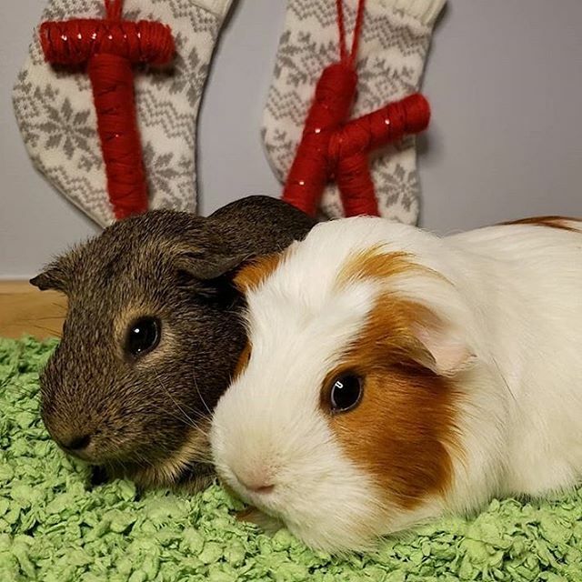 carefreshpets's tweet photo. #Repost @cavycoterie ・・・
“Kiwi and Truffle had a @carefreshpets Christmas and made sure their bedding attracted Santa to their cage! They hung their stockings and got some delicious forage. Carrots were left out for Santa's reindeer but the pigs got … https://t.co/eraXWQf9Rv https://t.co/OWMpf0ZKCM