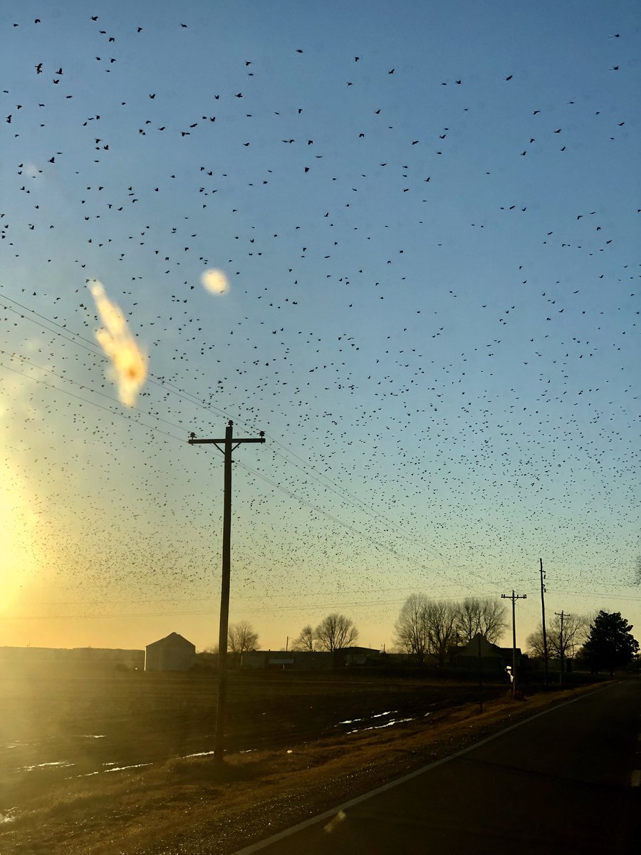melaniehope05's tweet image. Why are there so many creepy birds 😭 #deadbug