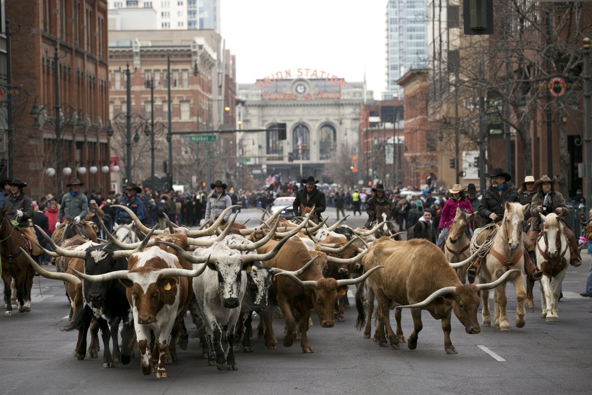 RBDenver's tweet photo. Stock Show Parade - this Thursday, High Noon!  #nwss #onlyinDenver #coolestthingever  #whodoesntloveaparade? https://t.co/agaVILWpAz