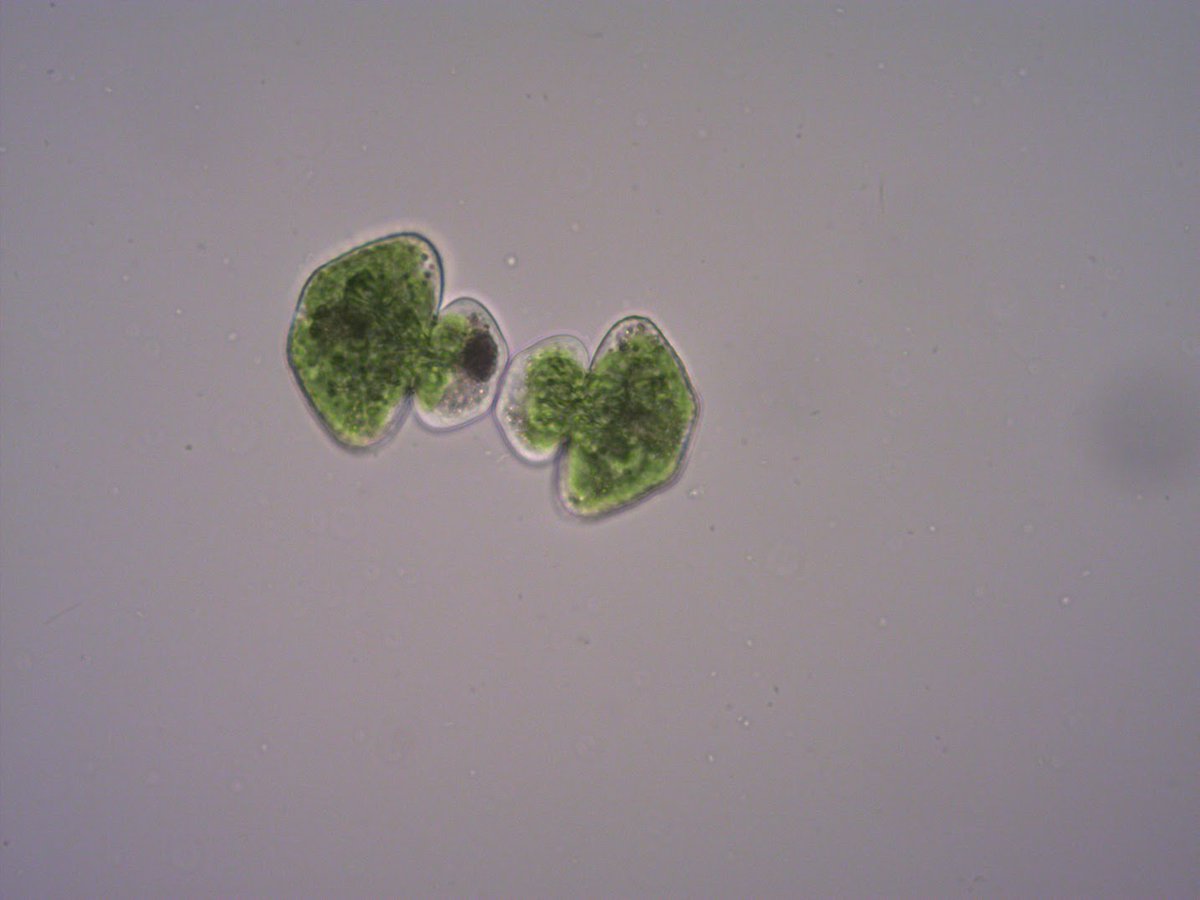 It may be our first day back in the office, but our Cosmarium  sp. have been hard at work dividing and multiplying these past few weeks 🧪👊 #PlanktonPower #AsexualReproduction #EverydayScience
