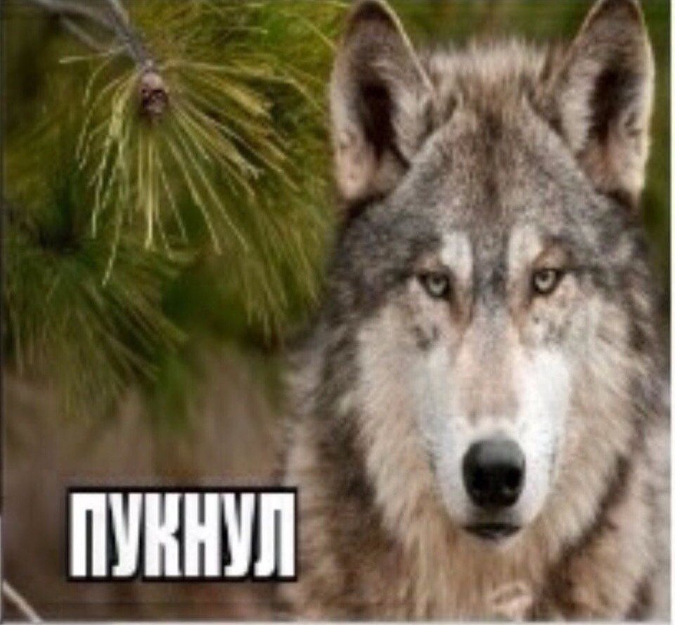 Это волк он. Если любишь люби без обмана. Волк. Это волк он. Это волк он.