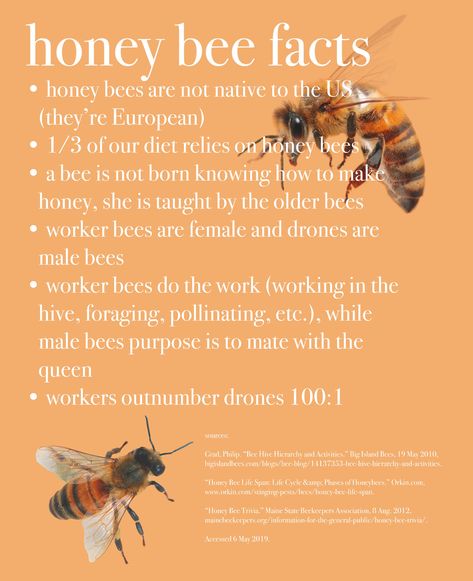 role_bee's tweet image. Here are some awesome  honey bee facts that you may or may not know!

Come visit BeeRole.Com to learn more about the 2 Billion Bees Project and how important bees are to the planet!

#Bees #Beekeepers #honeybees #honeylover #beehive #hives #bee #ecologist #ecosystem