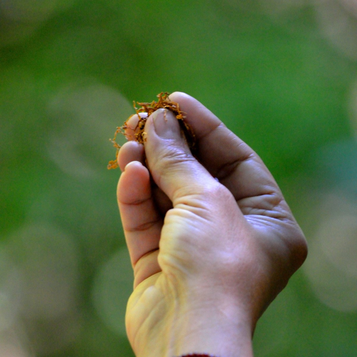 #TeachingTuesday
For any questions about sacred medicines, offer tobacco to your elder or spiritual leader.  When requesting something from an Elder, whether it be guidance, prayers or teachings, you should exchange with your left hand, the side of your heart. 
Carrie Founder MEE