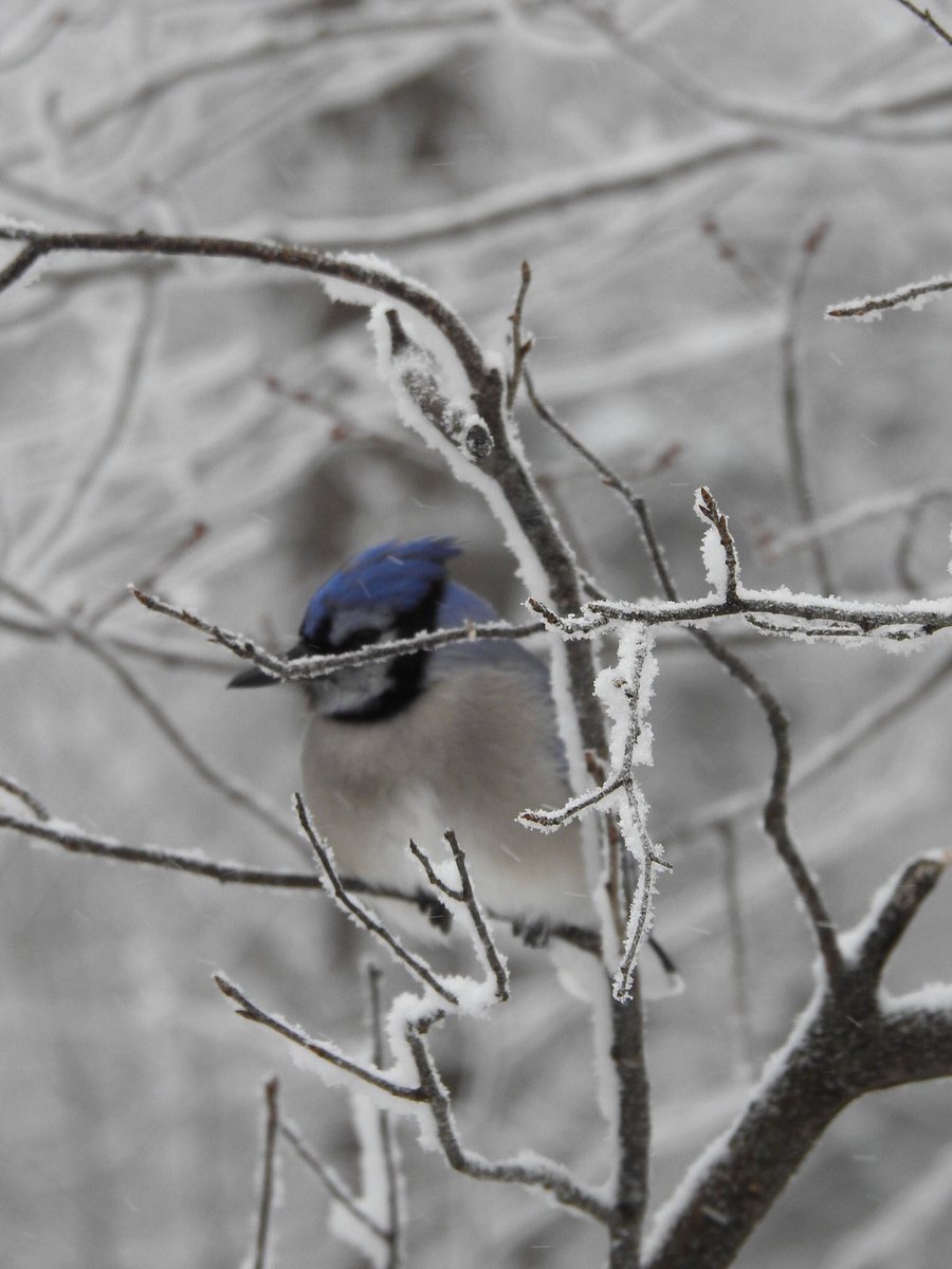 RunDiverCar1888's tweet photo. Take me deep into the wintery woods, where hope glitters freshly worn
#myworld #mountainlife #bluejay #twitcher #Laurentians #Quebec #winter #getputside https://t.co/NpQs9DeJVU