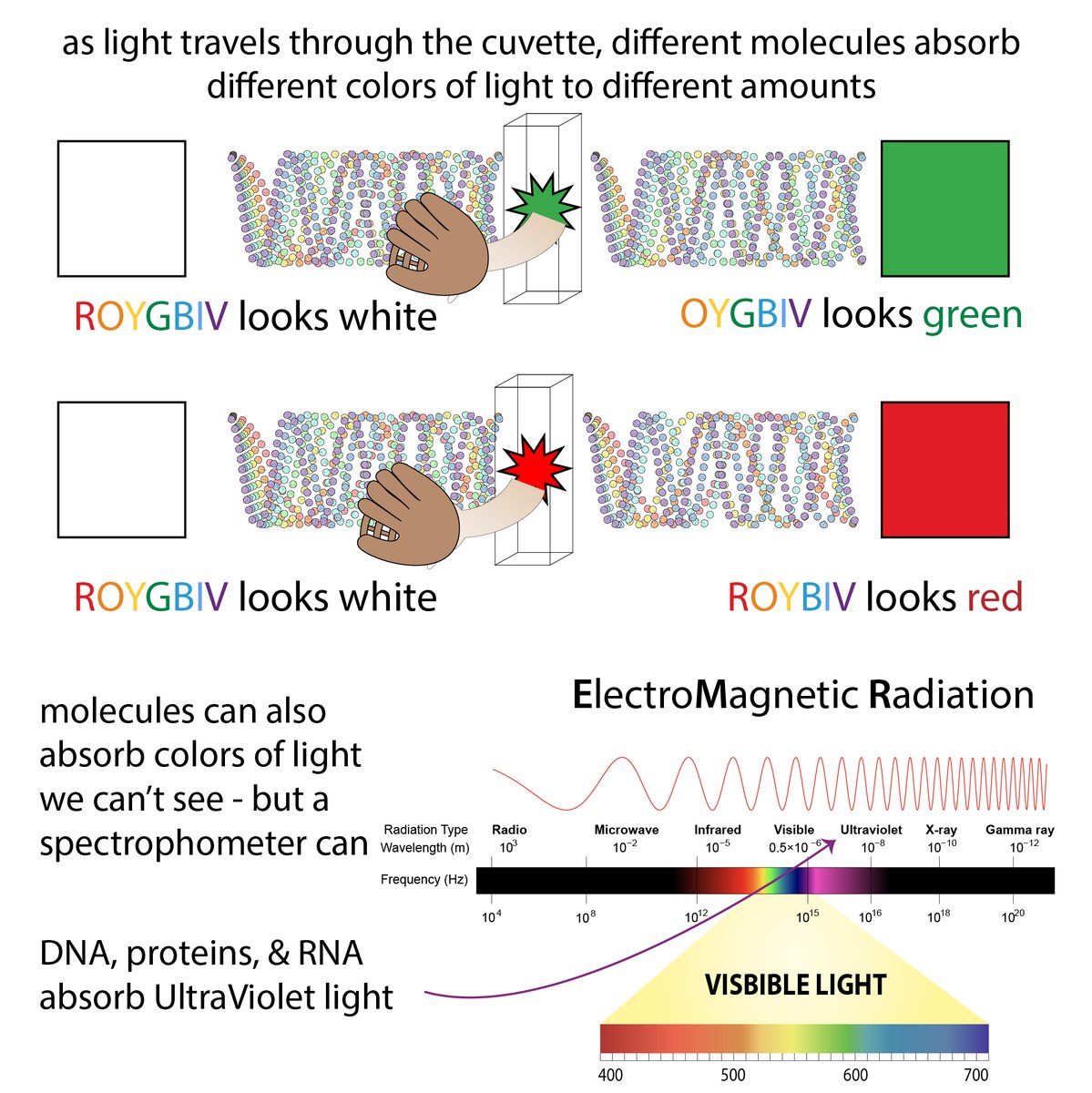 Spectroscopy allows us to spy on molecules invisible to the naked eye. Through a cuvette the spectrophotometer allows us to peer and measure concentrations with the help of Beer!   http://bit.ly/2N4nzXE  #366DaysOfScience  #biochemistry  #scicomm  #realtimechem