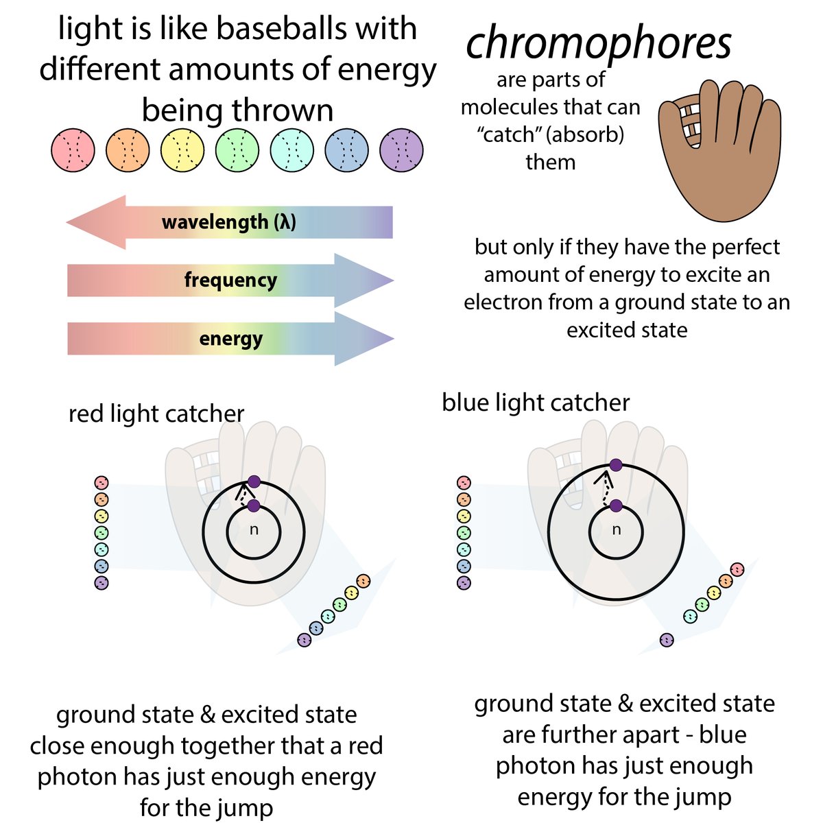 Spectroscopy allows us to spy on molecules invisible to the naked eye. Through a cuvette the spectrophotometer allows us to peer and measure concentrations with the help of Beer!   http://bit.ly/2N4nzXE  #366DaysOfScience  #biochemistry  #scicomm  #realtimechem