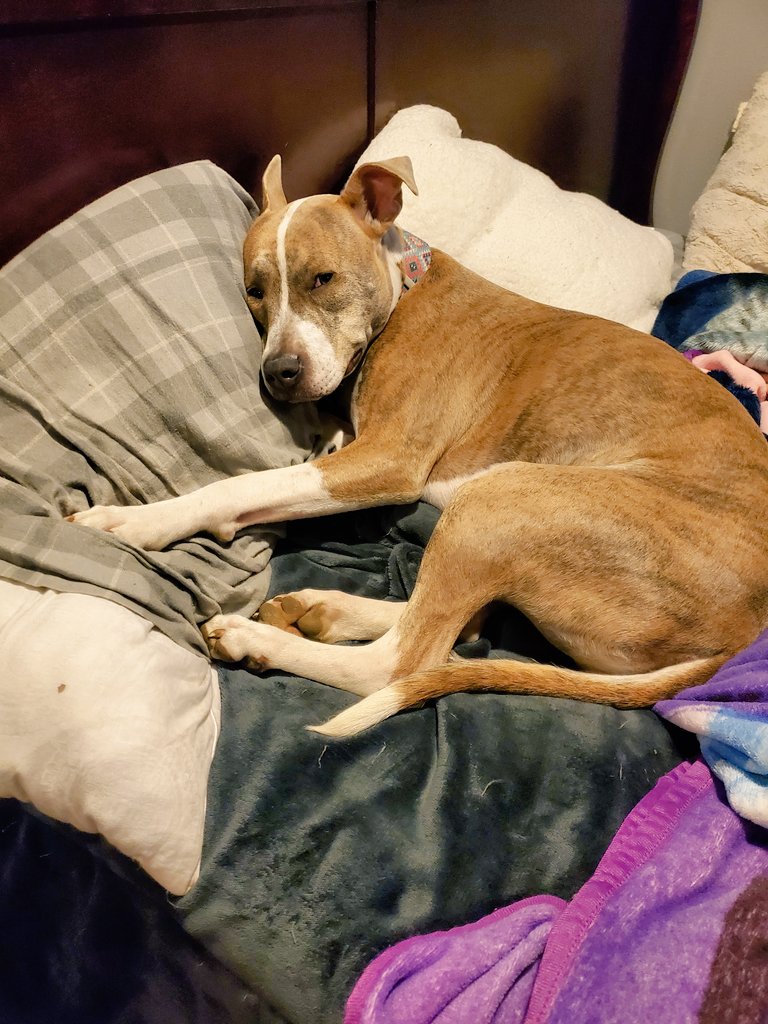 When dad's at the station, I get his spot and endless snuggles from mom. Life is ruff