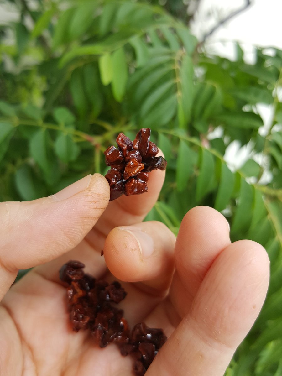 Foosweechinフー スウィ チン またカカオニブに糖衣をかけました モヤモア頭をスッキリさせるし 痛みに少し効きます 口寂しい時に食べるもの ところで 生アロエを干しましたwww