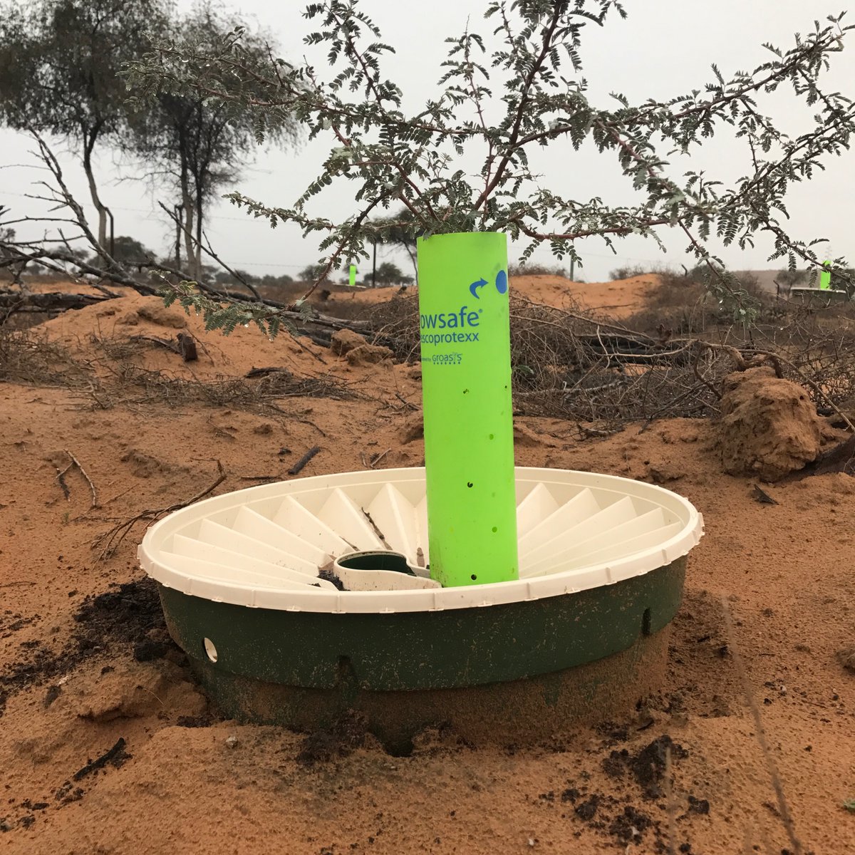 malqasimi's tweet image. .@groasis box with #Ghaf_tree in #UAE #Ras_al_khaimah it is healthy and in good shape 😀