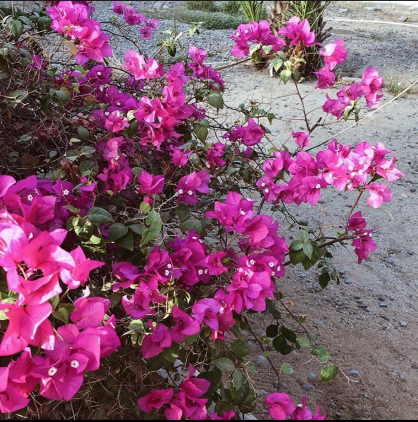 ‏﮼شيهانه،العسبلي❁❥ tweet media