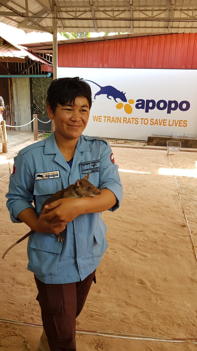 Rat heros determine landmine clearance.
