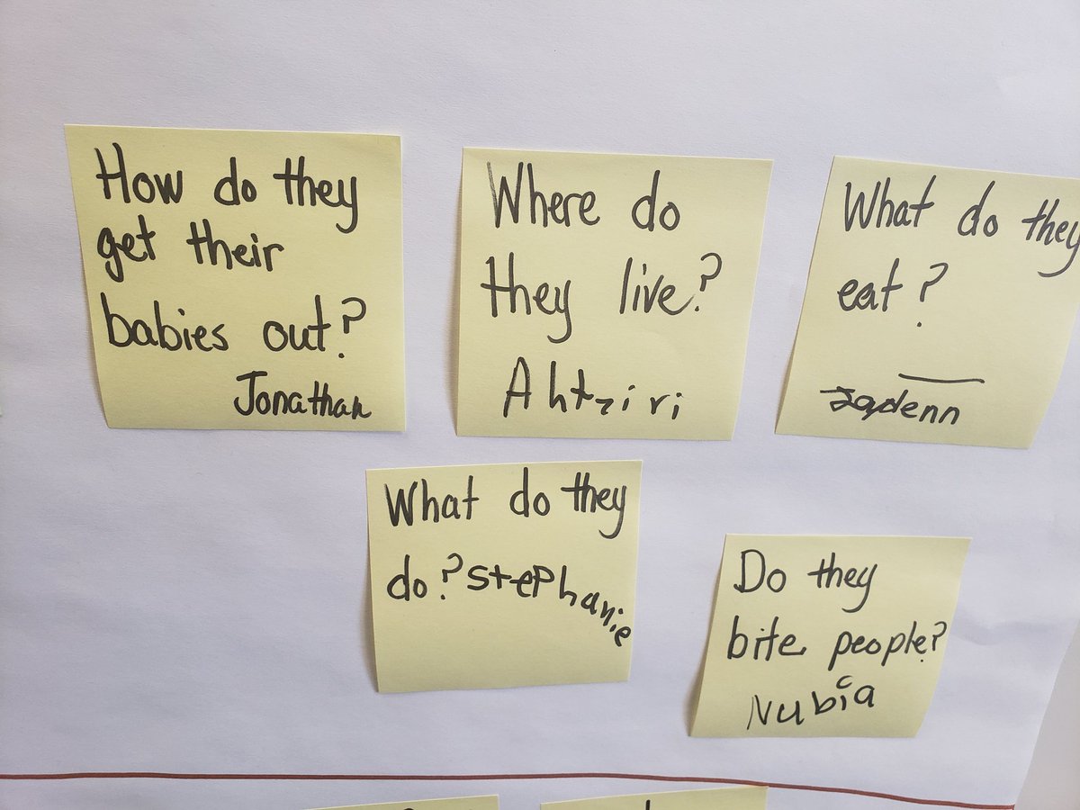 aes_dville's tweet image. 2nd grade students generated questions about Polar bears before reading informational text.
@DISD_Libraries @LisaPCurry1 @DurantChief @sdterry745 @maxielpastor  #engage2learn #Librariesforlearning #AASL #2020DISDLIBS