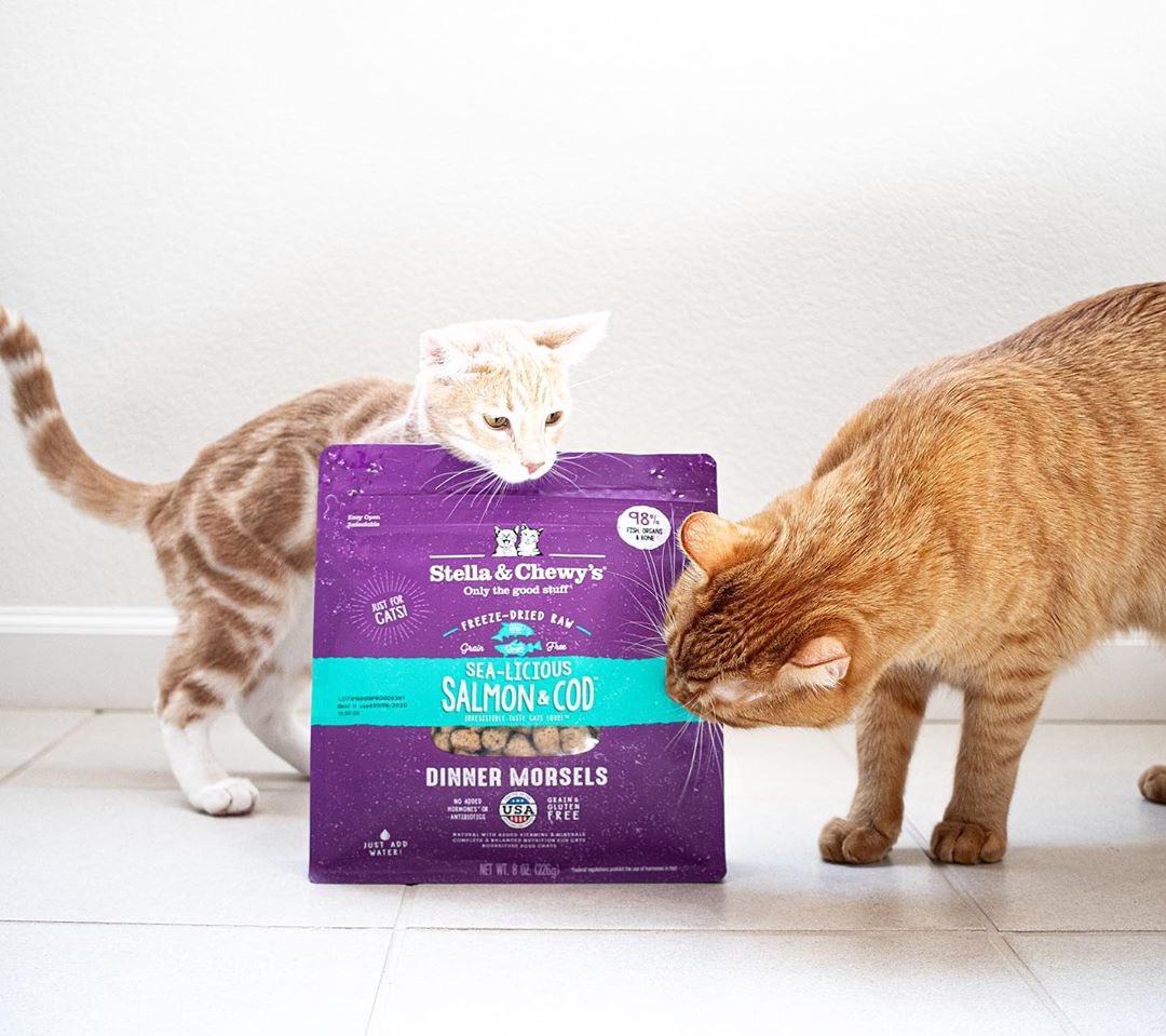 Stella & Chewy's tweet media