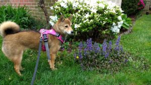 PrezPets's tweet photo. Summertime and the living's easy...especially when you've booked your pet sitter with Presidential Pet Care! #PrezPets #UnitedWeWag https://t.co/Fqr6gmwyPY https://t.co/aOKBTMLd1a